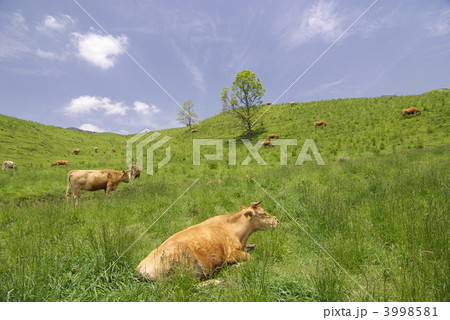 緑の草原でのんびり過ごす赤牛たち 3998581