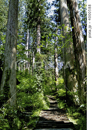 杉の古木と石畳 4000588