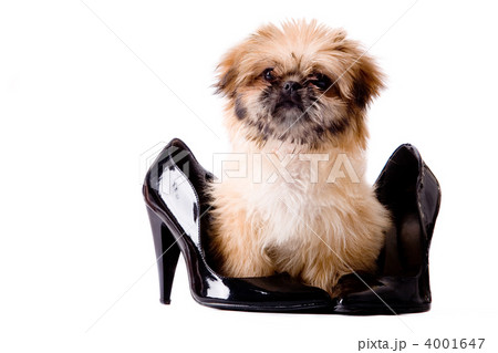 Pekingese pump dog Pekingese pump dog 4001647