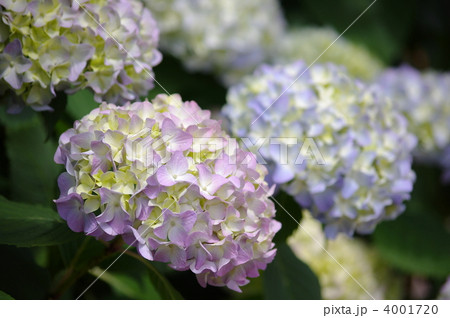 アジサイ 4001720