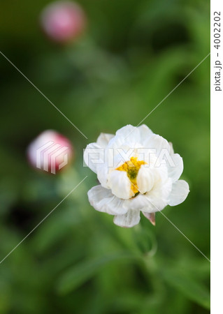 ハナカンザシ 4002202