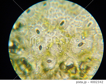 ツバキの葉の気孔の写真素材