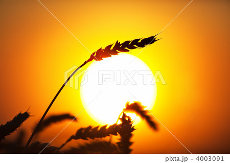 Eer of wheat 4003091