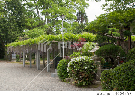 惣社神社の藤棚 惣社神社の藤棚 4004558