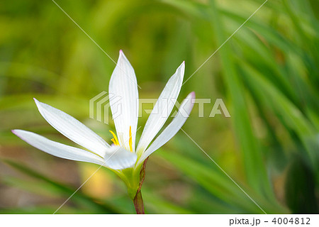 オオアマナ 4004812