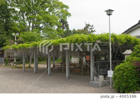 惣社神社の藤棚 惣社神社の藤棚 4005396