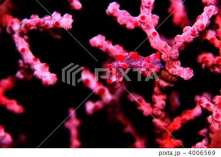 タツノオトシゴ 4006569