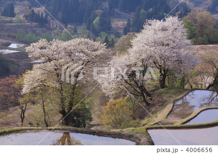 棚田の桜 4006656