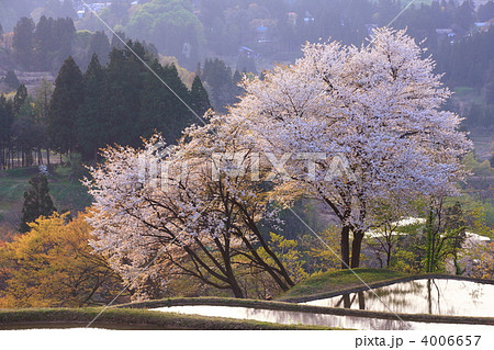 棚田の桜 4006657
