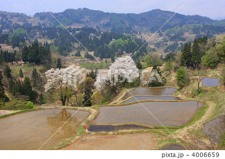棚田の桜 4006659
