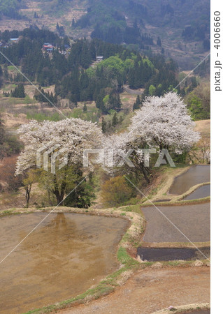 棚田の桜 4006660