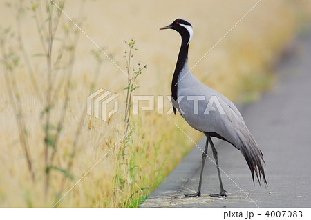 アネハヅル 4007083