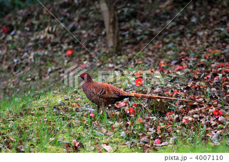 ヤマドリ 4007110