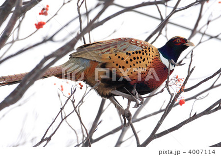 コウライキジ 4007114