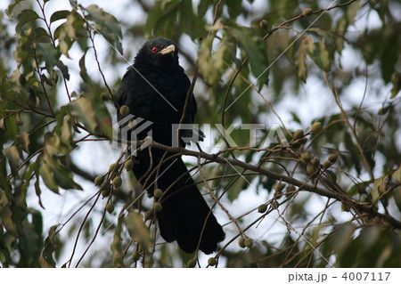 オニカッコウ 4007117