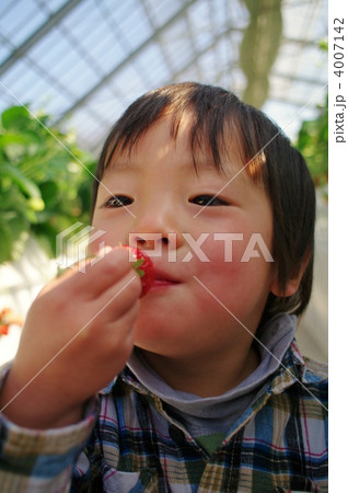 いちご狩り いちご狩り 4007142