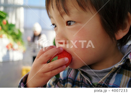 いちご狩り 4007233