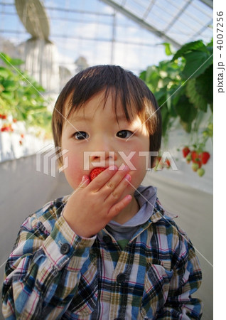 いちご狩り 4007256