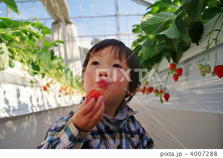 いちご狩り いちご狩り 4007288