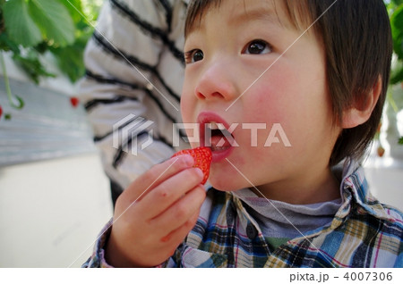 いちご狩り いちご狩り 4007306