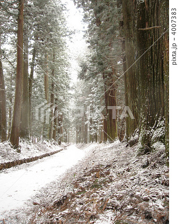 栃木県日光市 日光杉並木の冬2 栃木県日光市 日光杉並木の冬2 4007383