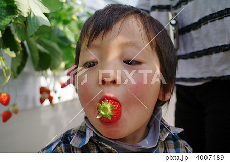 いちご狩り 4007489