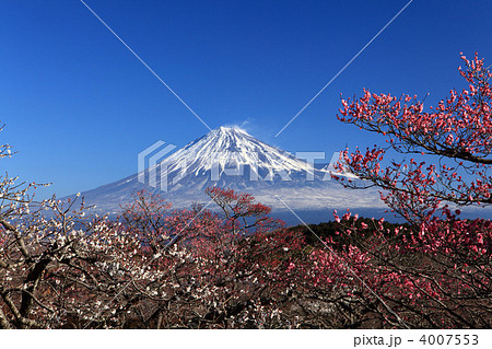 富士山と梅 4007553