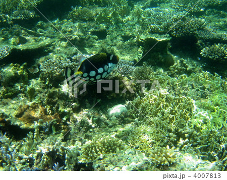 モンガラカワハギ 4007813