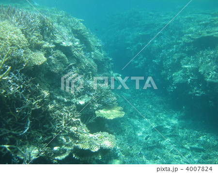 サンゴ礁 4007824