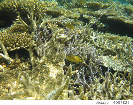 コガネスズメダイ 4007825