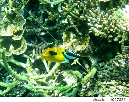 ヒフキアイゴ 4007826