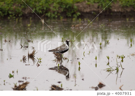 ムナグロ 4007931