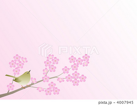 桜に鶯 4007945