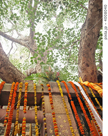 インド・ブッダガヤ・大菩提寺（マハボディ寺院）の菩提樹 4008040