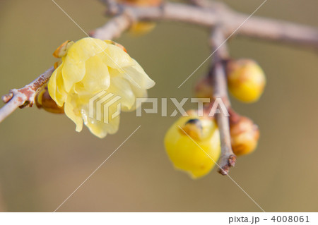 ロウバイ 4008061