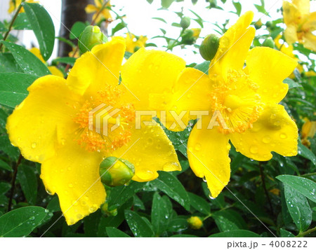 ヒドコート 4008222