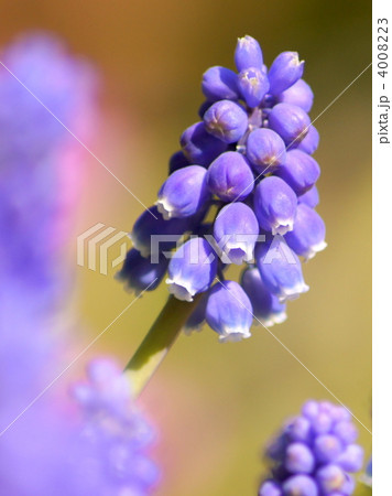 ムスカリアルメニアカム 4008223