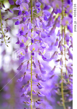 藤（紫） 4008236