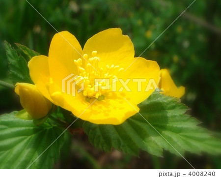 一重ヤマブキ（黄） 4008240