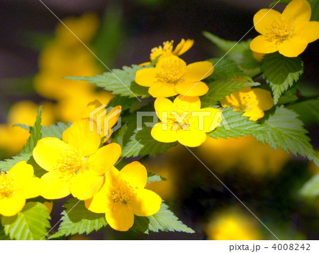 一重ヤマブキ（黄） 4008242