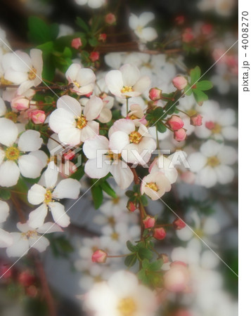 赤花ユキヤナギ 4008270