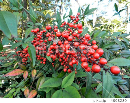 ナンテン(南天) ナンテン(南天) 4008280