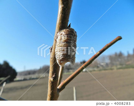 ハラビロカマキリの卵鞘(らんしょう) ハラビロカマキリの卵鞘(らんしょう) 4008283