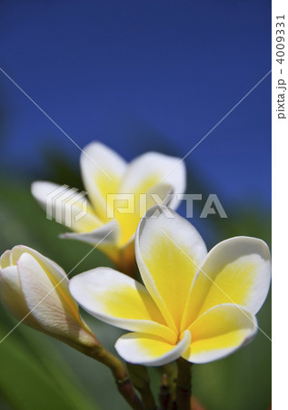 南国の花・プルメリアと青空 南国の花・プルメリアと青空 4009331
