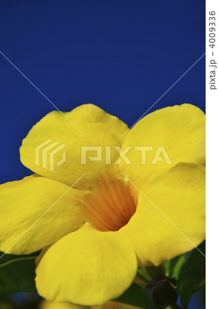 沖縄の黄色い大輪の花・アリアケカズラと青空 4009336
