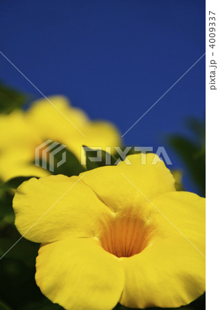 沖縄の黄色い大輪の花・アリアケカズラと青空 4009337