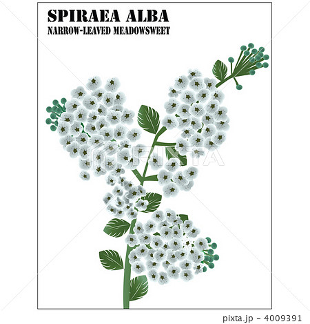 Spiraea Albaのイラスト素材
