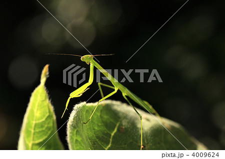 　庭のカマキリ 4009624