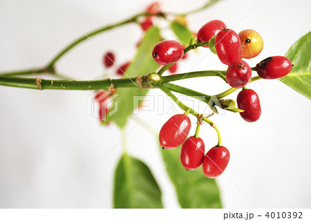 赤い木の実 赤い木の実 4010392