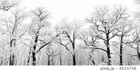 snowy trees 4010746